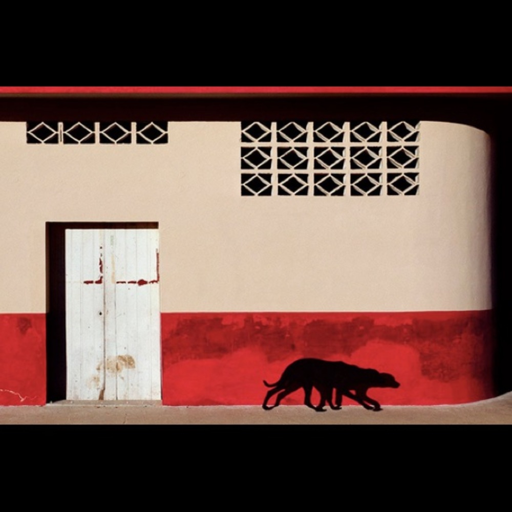 Dogs, Oaxaca. Tomas Spangler Original Photograph.